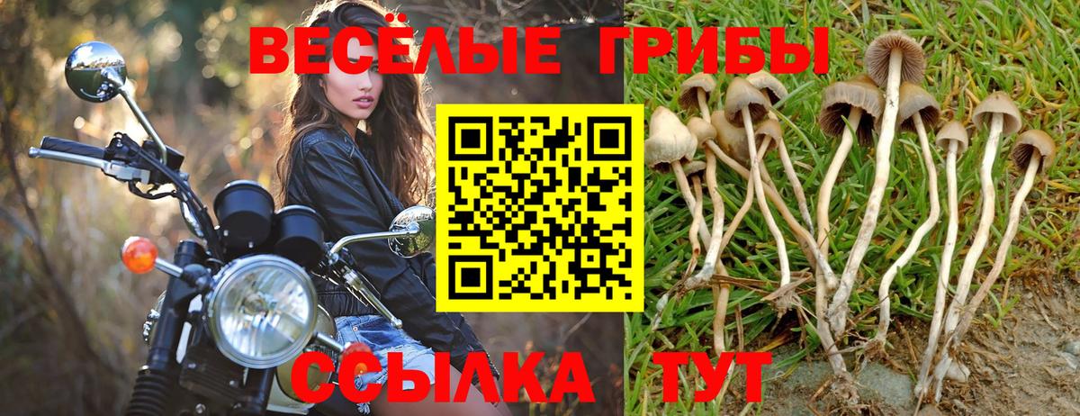 Псилоцибиновые грибы Psilocybe  Вход с VPN  наркота  Канаш 